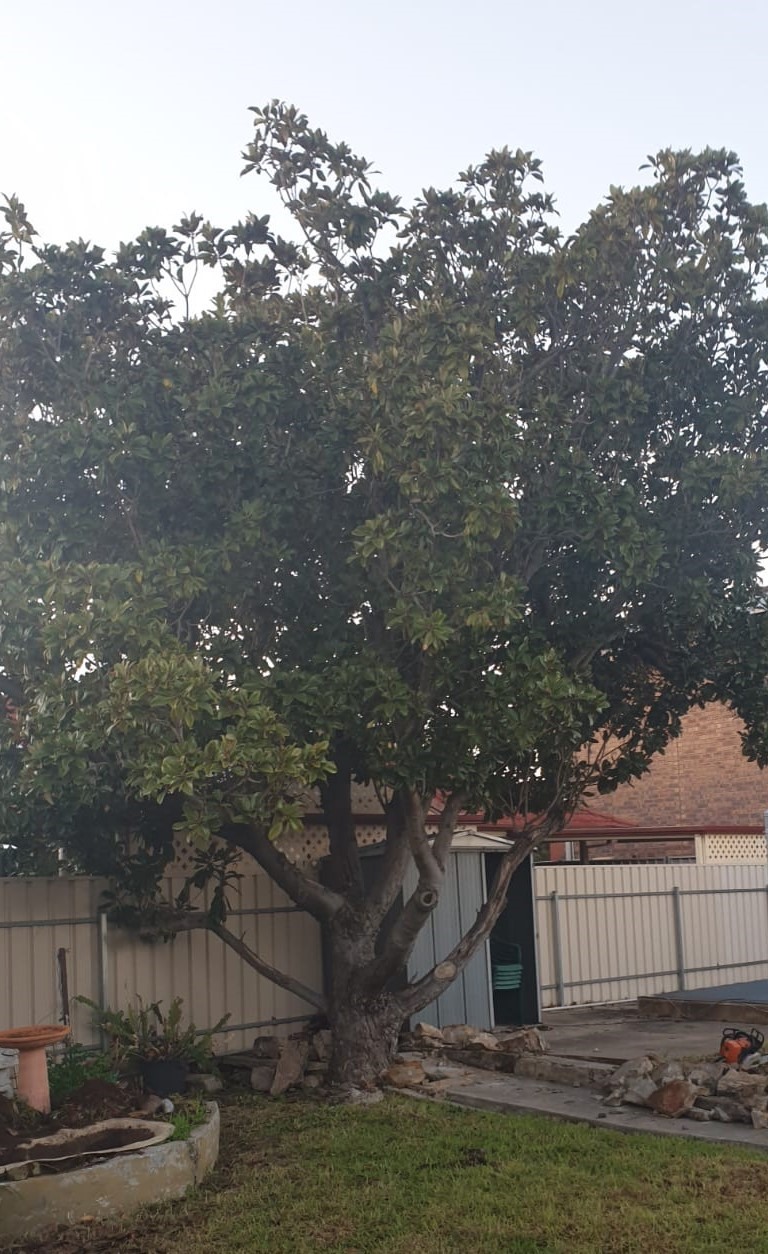 A Bark Up The Right Tree - Adelaide Tree Removals is