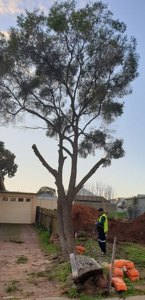 A Bark Up The Right Tree - Adelaide Tree Removals is