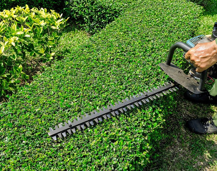 Hedge and shrub Trimming