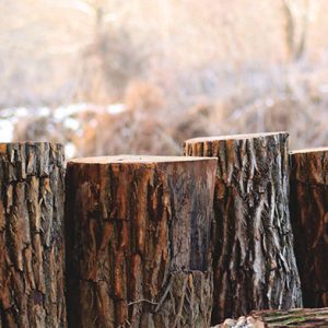 tree cutting adelaide