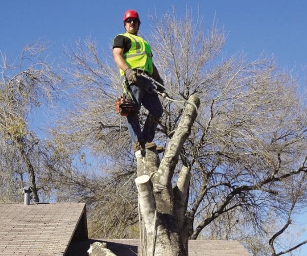Quality tree services