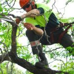 Get the best tree and stump removal adelaide city has to offer