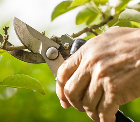 Tree Pruning