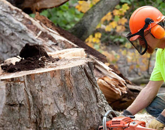 Tree Removal