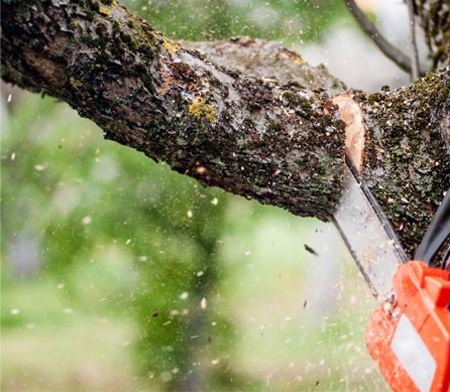 Tree Removal Adelaide | Stump Removal Adelaide
