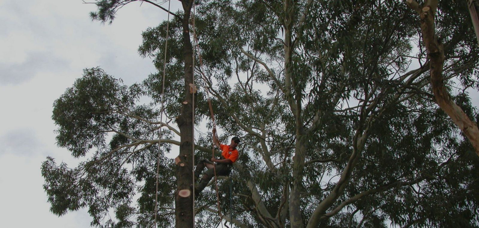 Professional tree management services in Adelaide