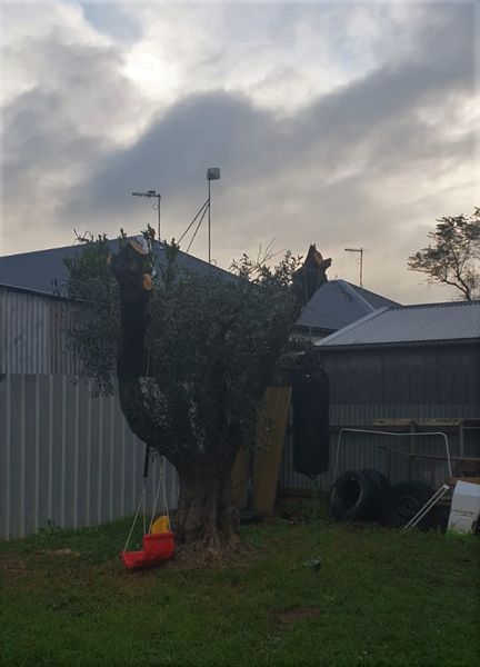 A Bark Up The Right Tree - Adelaide Tree Removals is