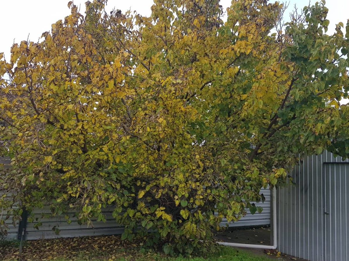 Tree Loppers Adelaide Tree Loppers Adelaide