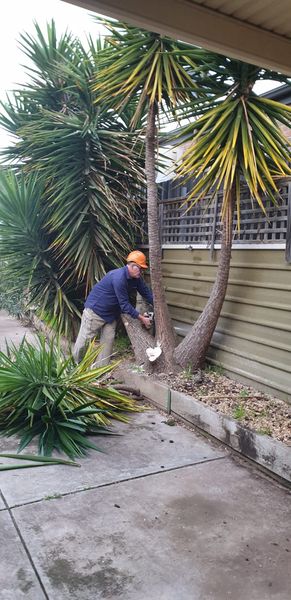 A Bark Up The Right Tree - Adelaide Tree Removals is