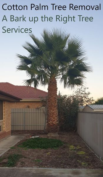 A Bark Up The Right Tree - Adelaide Tree Removals is sharing a COVID-19 update in Lockleys, Findon.