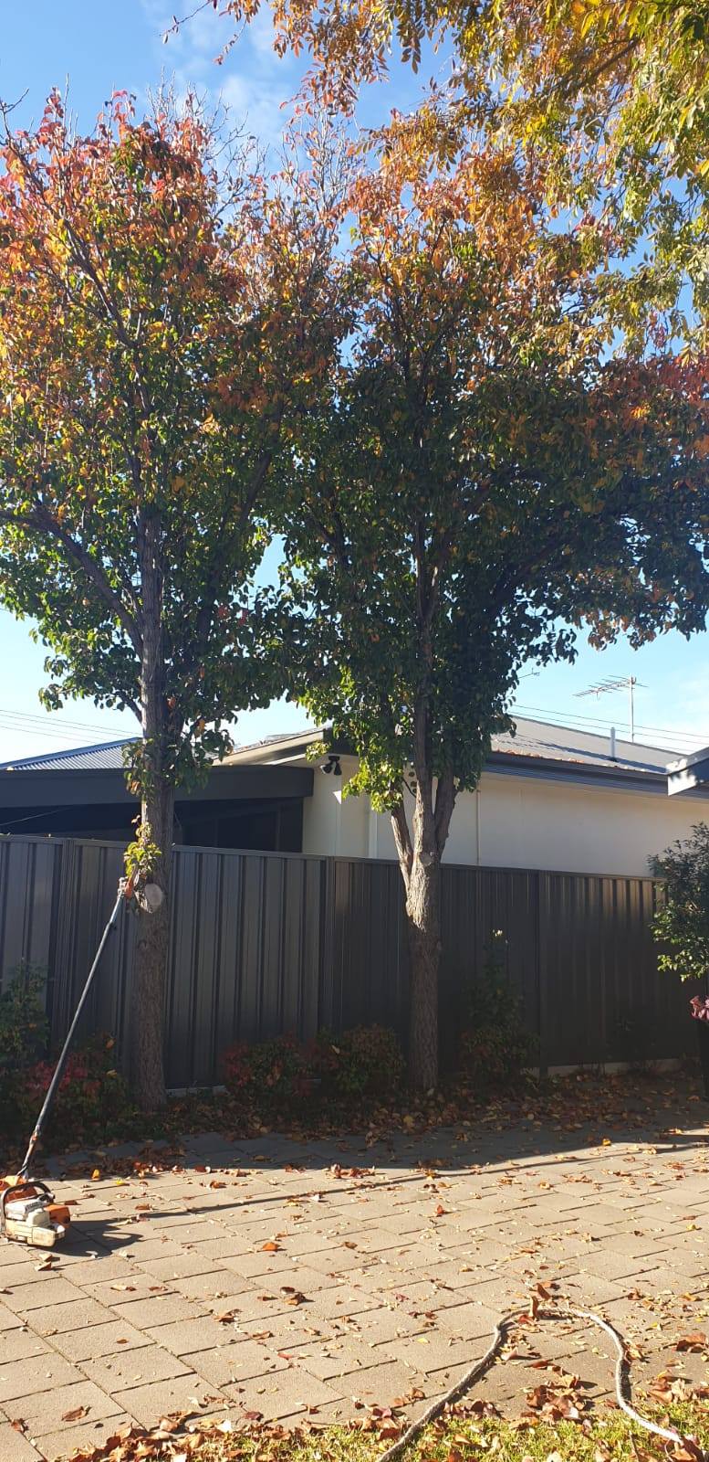 A Bark Up The Right Tree - Adelaide Tree Removals is