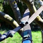 Enhance your property with professional tree trimming services in adelaide