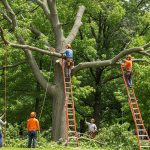 Adelaide tree removals – the best tree trimming removal service in the city