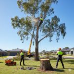 Why you should choose professional tree felling services