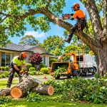 Why hiring an adelaide arborist is the smartest investment for your trees
